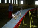 Agility v zimě - kladina
