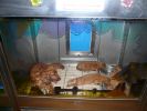 Pet shop "Life & Nature