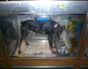 Pet shop "Life & Nature