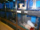 Pet shop "Life & Nature