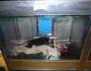 Pet shop "Life & Nature