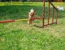 Agility - "hop!"