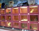 Pet shop "Joon"