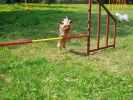 Agility - "hop!"