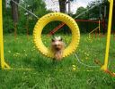 Agility - kruh