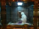 Pet shop "Life & Nature
