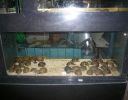 Pet shop "Life & Nature