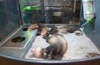 Pet shop "Life & Nature