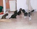 pejsci_z_petshopu_012.jpg