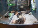 Pet shop "Life & Nature