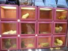 Pet shop "Joon"