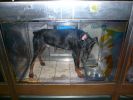 Pet shop "Life & Nature