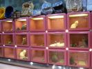 Pet shop "Joon"
