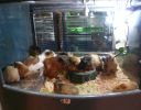 Pet shop "Life & Nature