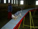 Agility v zimě - kladina