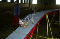 Agility v zimě - kladina