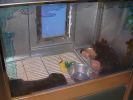 Pet shop "Life & Nature
