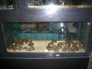 Pet shop "Life & Nature