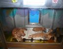 Pet shop "Life & Nature