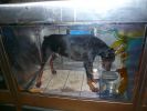 Pet shop "Life & Nature