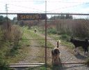 zvireci_domov_sirius_001.jpg
