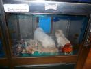 Pet shop "Life & Nature