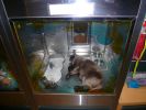 Pet shop "Life & Nature