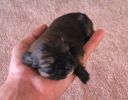 pejsci_z_petshopu_005.jpg