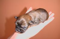 pejsci_z_petshopu_009.jpg