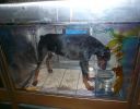 Pet shop "Life & Nature
