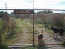 zvireci_domov_sirius_001.jpg