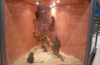 Pet shop "Joon" - poor