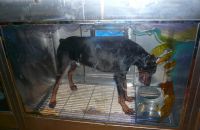 Pet shop "Life & Nature