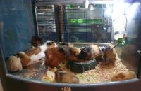 Pet shop "Life & Nature