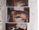 zvireci_domov_sirius_042.jpg
