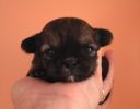 pejsci_z_petshopu_006.jpg