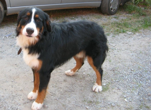 Hugo
