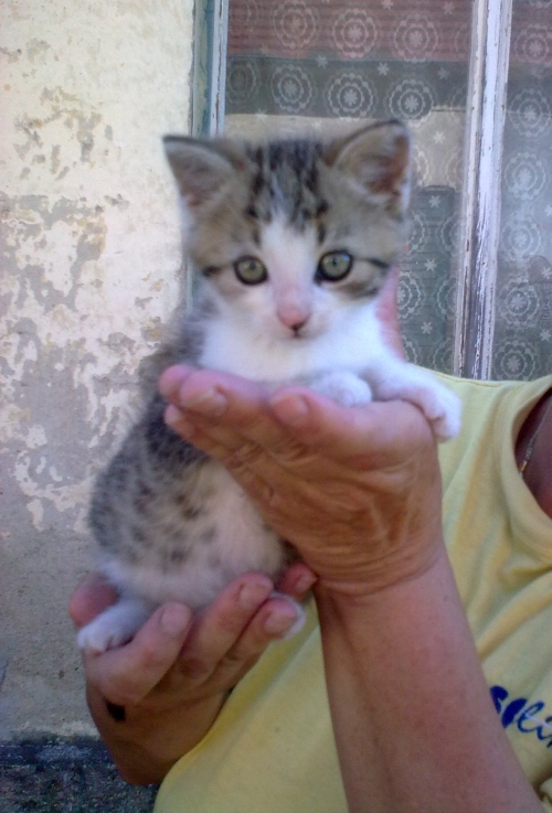 Mourek