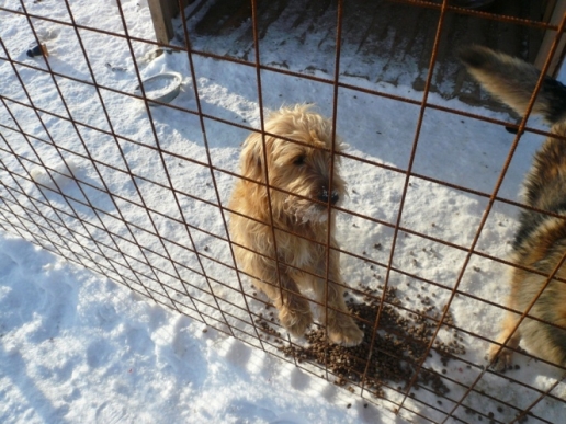 Benji