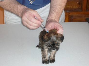 Puppy