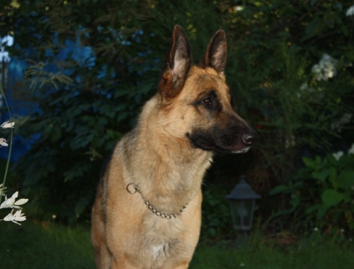 Wanda